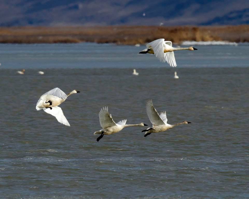 Beauty and grace: 3 places you can see swans migrating through Utah in March